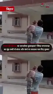 धान के खेत में मिला जिंदा मगरमच्छ
