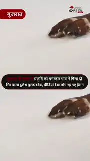 गुजरात में मिला दो सिर और चार आंखों वाला दुर्लभ सांप