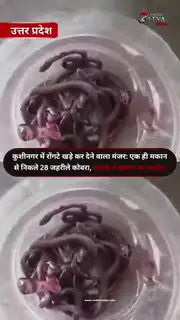 एक मकान में मिला कोबराओं का पूरा कुनबा