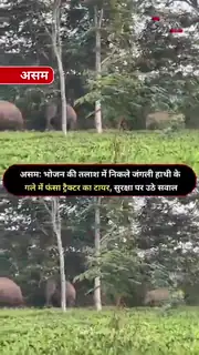 हाथी के गले में फंसा ट्रैक्टर का टायर