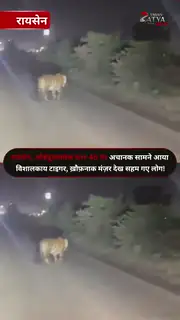 औबेदुल्लागंज में टाइगर का मूवमेंट