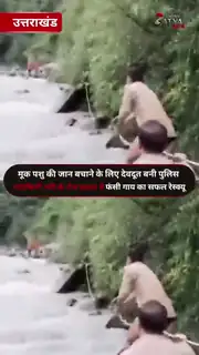 नंदाकिनी के तेज बहाव में फंसी गाय