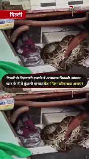 घर में अजगर देख मचा हड़कंप