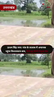रिहायशी इलाके के पास तैरता दिखा टाइगर