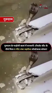 टॉयलेट सीट के नीचे छिपा था विशाल कोबरा